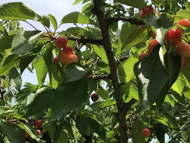 �����ȏ�Ԃ��T�N�����{���������������ł�_�n糊ό��N�����@sweet cherry watanabe