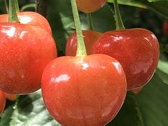 Ђۂ񂳂̒_ւ̓eʐ^1