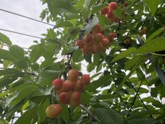 ̂񂳂̂ԂK[fւ̓eʐ^1