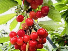 ܂낳̂V̌_ւ̓eʐ^1