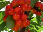 ~Y^RHosaka Farmkۍʎl̓eʐ^2