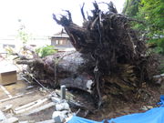 shigeorg̑Ր__Ђ̑吙̓eʐ^2