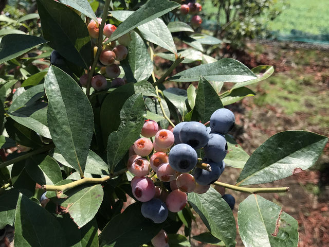 �u���[�x���[������������_�����ǃu���[�x���[��