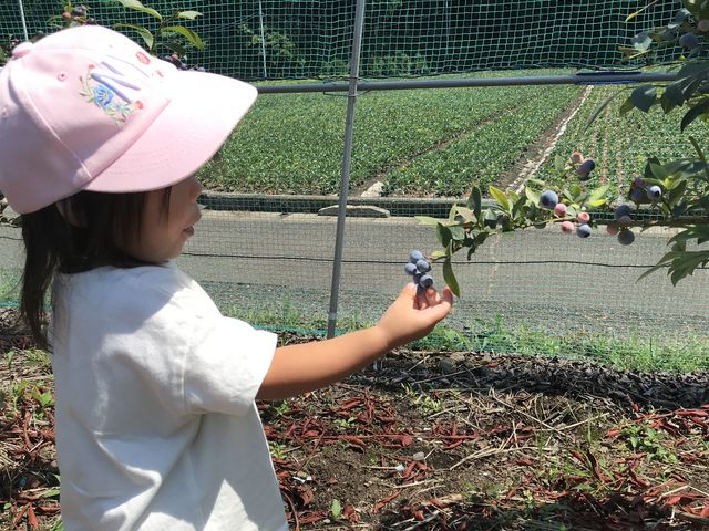 2�΂̎q�ǂ��ł��ȒP�ɓE�߂܂���_�����ǃu���[�x���[��