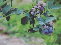 �_�C�L����̃u���[�x���[���@�����₫�ւ̓��e�ʐ^1