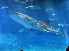 沖縄美ら海水族館の写真一覧 じゃらんnet