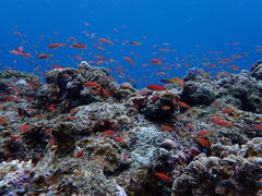 Ί__CrOVbv@FunSeayt@V[zΊ_̎ʐ^1