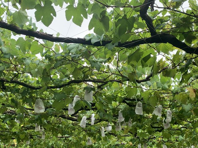 �����������ȂԂǂ��������ς���_�V���_��@���}�i�J�ʉ�