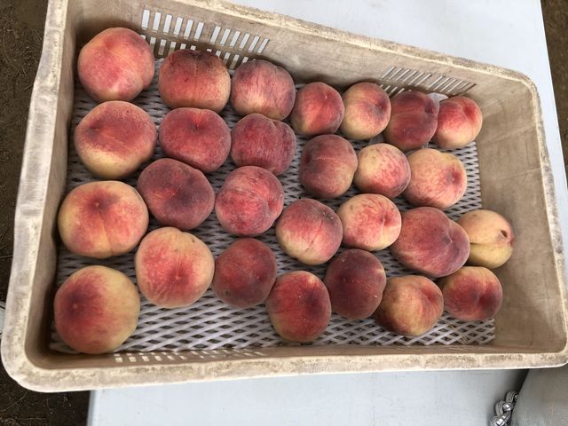 ����Ȋ����ŏo�Ă��܂����I_�n�Ӕ_��