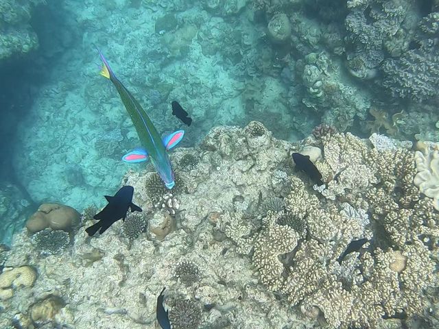 colorful fish_SUNNY DAYS