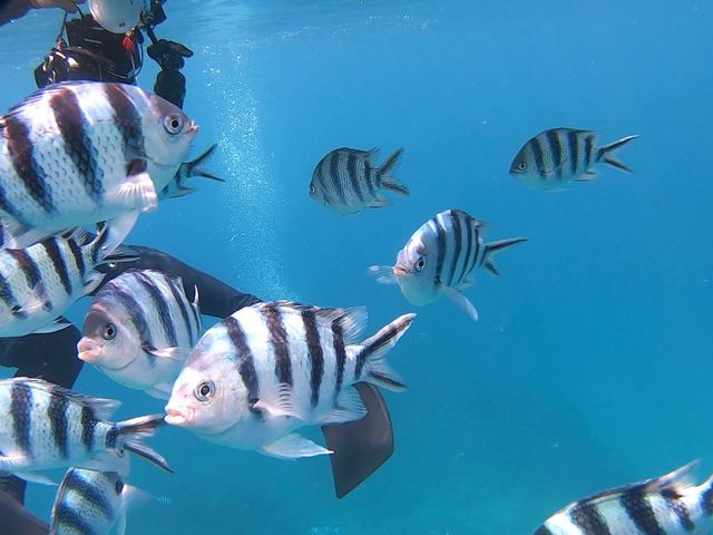 kawaii fishes_SUNNY DAYS