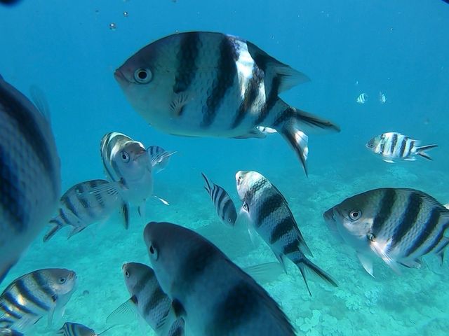 kawaii fishes_SUNNY DAYS