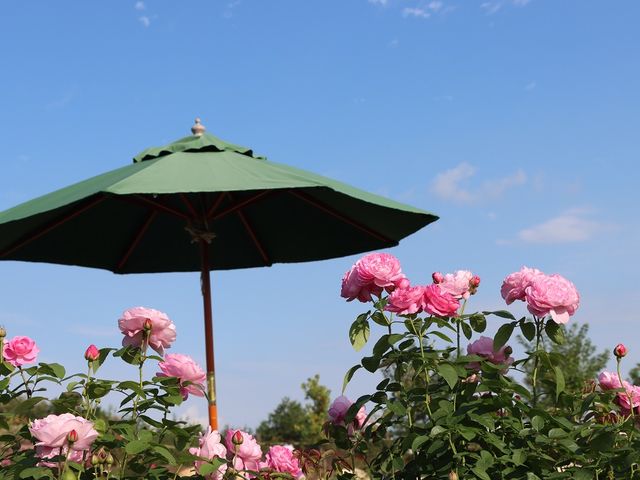 oƎP_̉Ԕ@Ԃ̐XiAӏ܁j