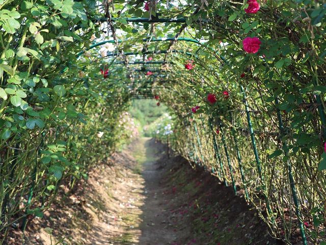 ͒jN̂̉Ԕ@Ԃ̐XiAӏ܁j̓eʐ^3