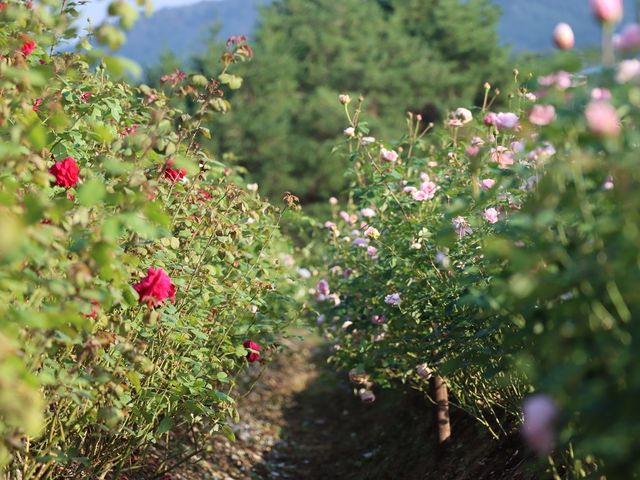 ȍH_̉Ԕ@Ԃ̐XiAӏ܁j