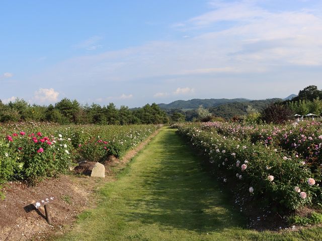 ʃo_̉Ԕ@Ԃ̐XiAӏ܁j