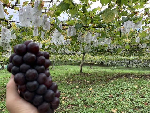 ������́A�x���[�`�ł��B
1�ԗ��͑����Ă܂�����_�@���΂Ԃǂ����