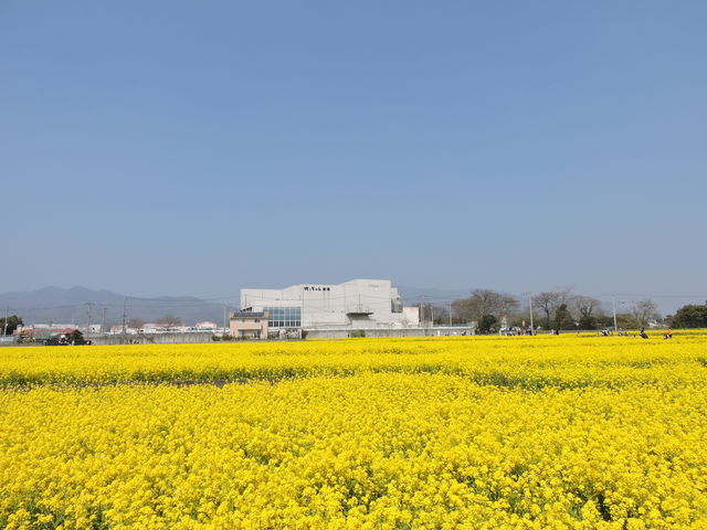 �؂̉Ԕ�_�N�[���X�E���[��