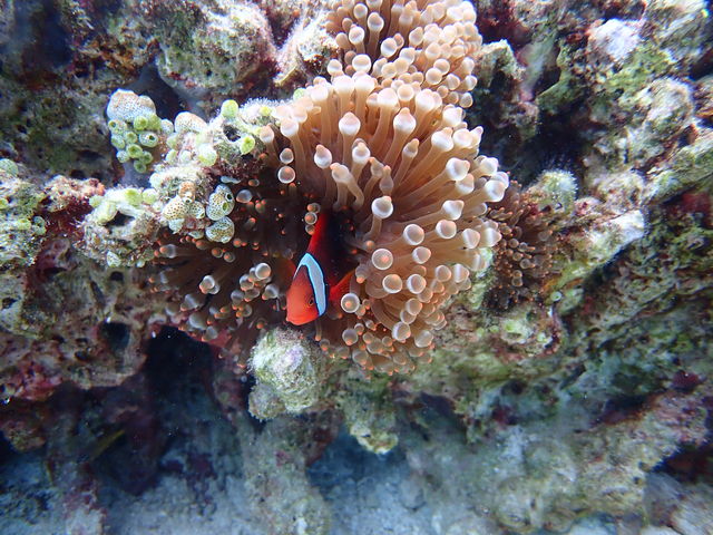 ȑfGȎʐ^BĂĂŃf[^𑗂Ă܂II_̓A@SҐX@B-tide