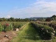 ͒jN̂̉Ԕ@Ԃ̐XiAӏ܁j̓eʐ^5