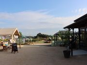 ͒jN̂̉Ԕ@Ԃ̐XiAӏ܁j̓eʐ^6