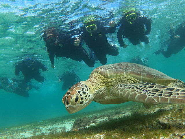 ����Ȃɂ܂����ɃJ����������Ȃ�čō��ł��B_Reeftour HONEY