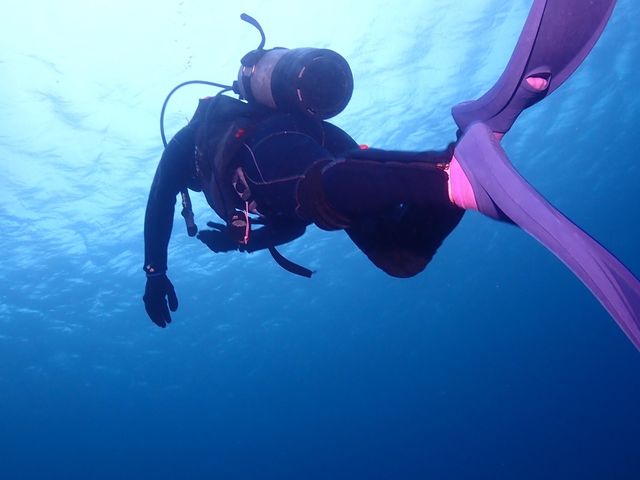 ������̎ʐ^�Ȃ񂩂��B���Ă���܂��I_DIVING SHOP RYAAAN