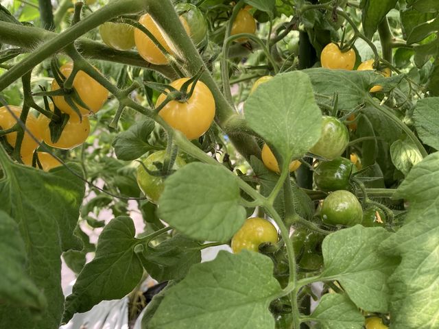 �H�ׂ���̃g�}�g����������Ȃ��Ă��܂�_FARM�@KEI