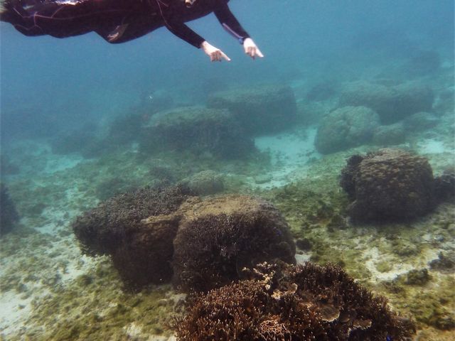 �����������Ċy���݂܂���_��g�ݐؐ�墊C�̗V�я��@�Ȃ��䂭���