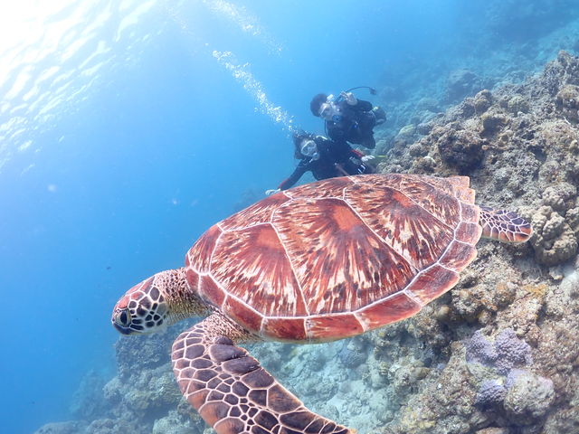 �E�~�K���ɏo��܂���_�V�[�W���b�N�_�C�u�t�@�~���[