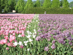 �������̐��������_��ւ̓��e�ʐ^1