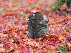 �V���R����񂳂�̚������ւ̓��e�ʐ^1