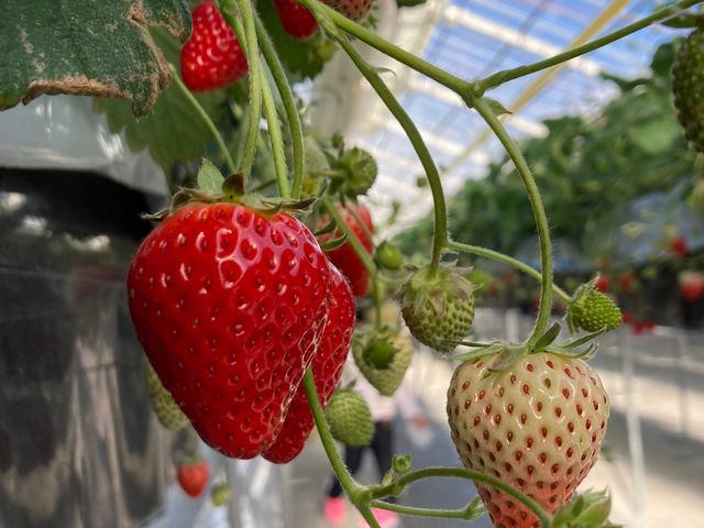 �^���ԂŌ`���ǂ��ł�_MIGAKI FARM(��ICHIGO WORLD)