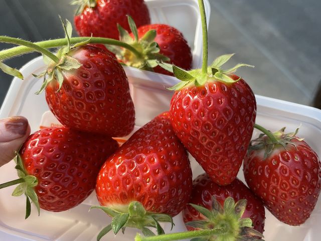 �R���f���X�~���N�͂قڎg���܂���ł����B_MIGAKI FARM(��ICHIGO WORLD)