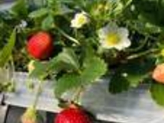 杏ジャムさんのStrawberry Farm No.15 （the Farm UNIVERSAL いちご園）への投稿写真1