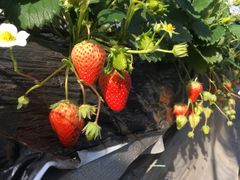 `p[̃ACA}CPւ̓eʐ^1