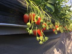 `p[̃ACA}CPւ̓eʐ^3