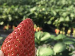 `p[̃ACA}CPւ̓eʐ^4