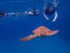 ݂݂̃RY~bNA[Xւ̓eʐ^1