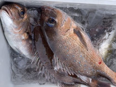 傤̊Cޖx@ނ̓Cւ̓eʐ^1