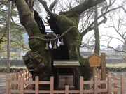 �������̖�h�_�Ђ̓��e�ʐ^3