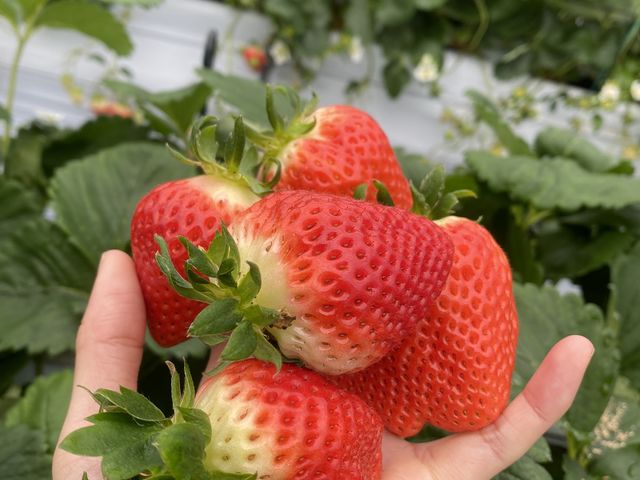 �嗱�̂������I�H�ו���I_SEN's Berry Farm