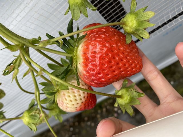 ��BIG�I�I�I�I_SEN's Berry Farm