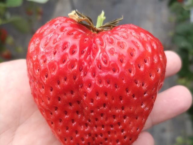 ���̃T�C�Y�͕̏P���H�ׂ�܂��B_�x�ÃA�N�A�t�@�[��