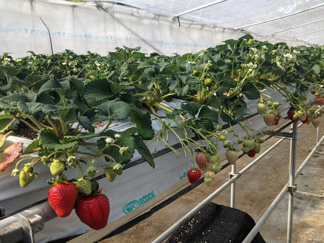 �傫���Ă��܂��������ŁA�ǂ������ł����I_��t�@�[���i��-����-�j