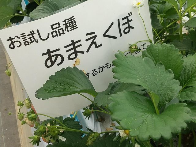 �������i�킪�R��ނł���_���c��������