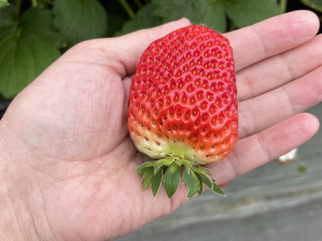 ��̂Ђ�T�C�Y_JA�킩��܋I�̗��������ό��_��