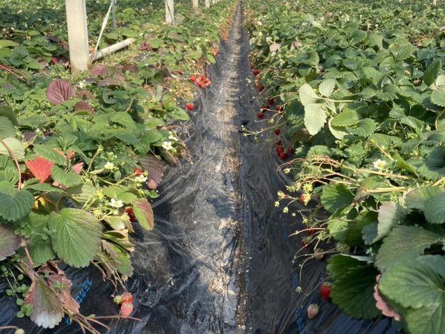 ���X�嗱�A�����������Ȃ�ő�R�����Ă����̂ŁA�����������Ȃ̂�T����Ԃ��Ȃ��A�S���������������ł��B_���R�_��