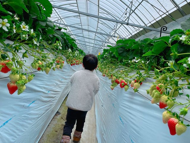 ����������4�Α��q�ł����₷���ʒu��
������������܂����B_SEN's Berry Farm