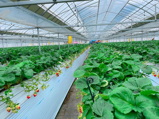 �L���n�E�X�͐����Ȃ��ǂ��ł�������_SEN's Berry Farm